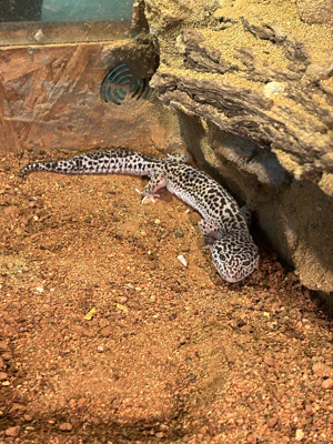 Leopardgecko Black Night Mack Snow Weibchen