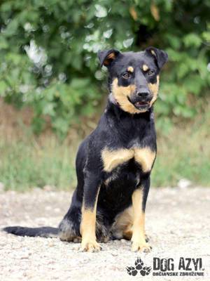 Hübscher Schäferhund Mischling Moira