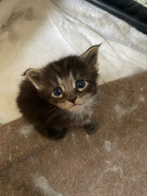 reinrassige Maine Coon Kitten