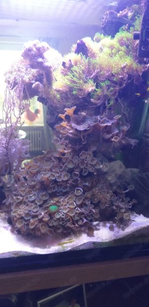 Meerwasseraquarium 150 Liter Bild 5