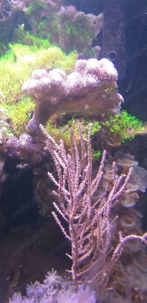 Meerwasseraquarium 150 Liter Bild 6