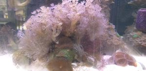 Meerwasseraquarium 150 Liter Bild 7