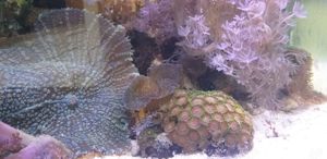 Meerwasseraquarium 150 Liter Bild 8