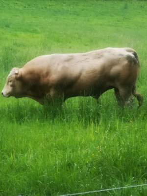 Bulle  Limousin Charolais Fleisch fleck