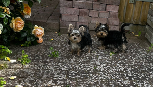 Yorkshire Terrier extra mini Welpe