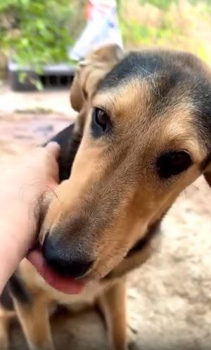 Emmi blieb allein zurück - alle 3 Geschwister wurden adoptiert Bild 2