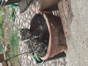 Katzenbaby's Kitten weiblich suchen schönes Zuhause