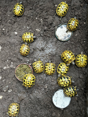 Griechische Landschildkröte THB 