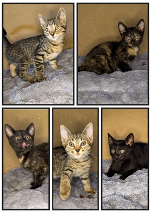 5 Tierheim Kätzchen Kitten suchen ihr Für-immer-Zuhause 
