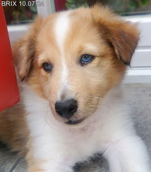 Wunderschöner Sheltie Wurf in Sable Merle