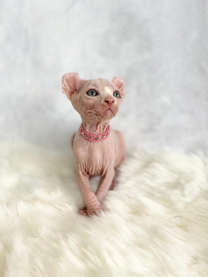 Sphynx Elf