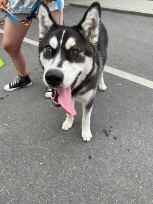 Husky Rüde in liebevolle Hände