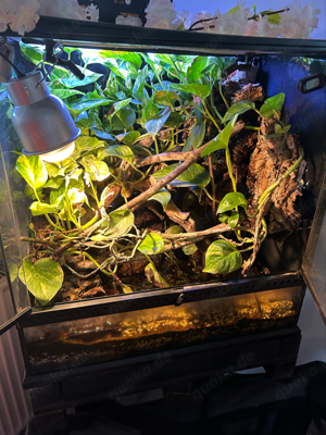 Terrarium