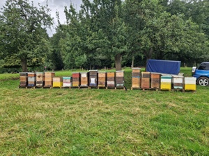 Bienen Völker 