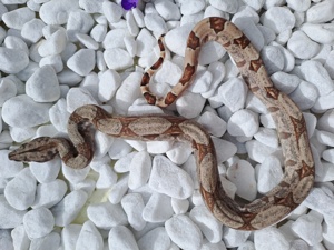 Boa Constrictor Imperator (Hog Island Mischlinge)