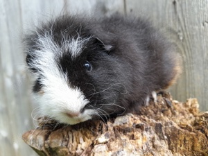 Ch Teddy kastrat Meerschweinchen 