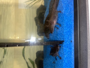 Axolotlbabys zu verkaufen!!! 