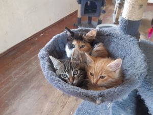 Maine Coon Mix Kitten Kätzchen