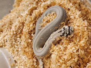 Heterodon Nasicus (Hakennasennatter) NZ24