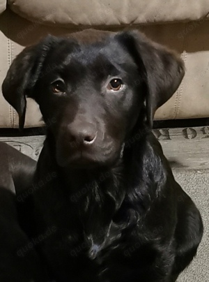 Labrador Junghündin, 12 Monate, braun