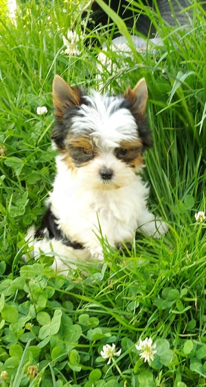 Biewer Yorkshire Terrier 