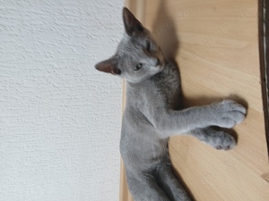 Russisch Blau Kitten