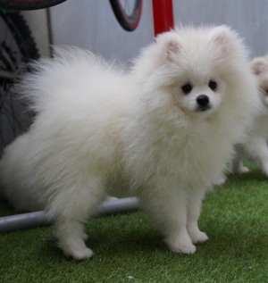 Pomeranian Zwergspitz Welpen