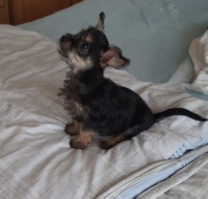 Ein Yorkshire - Toy Terrier mix abzugeben