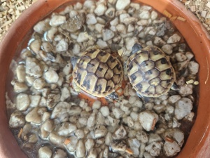 Griechische Landschildkröte 2024 und 2025 eigene Nachzucht mit Eu Bescheinigung Bild 3