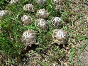 Griechische Landschildkröten 