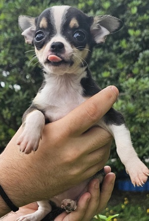Chihuahua kurzhaar Welpen