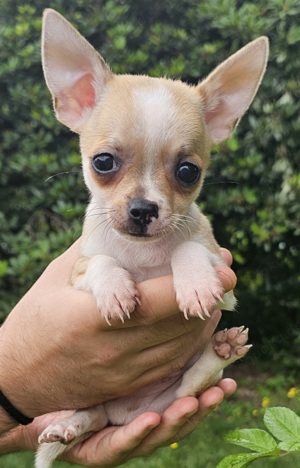 reinrassige Chihuahua kurzhaar Welpen