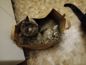 2 Maincoon Mix abzugeben 