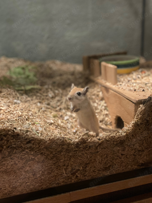 Rennmaus Rennmäuse Nachwuchs