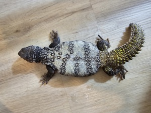 0.2 Uromastyx Flavifasciata ( 1 Dispar Flavifasciata) zu verkaufen