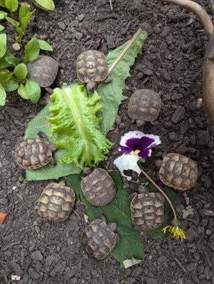 Maurische Landschildkröten Testudo graeca