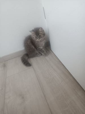 Katzen BLH BKH Kitten zuverkaufen