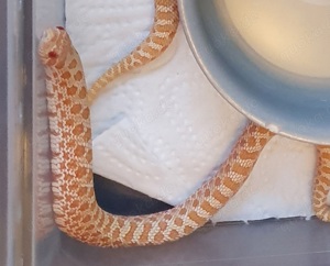 2x Hakennasennatter albino 66% coral (lavender)