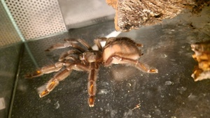 Psalmopoeus irminia Weibchen 