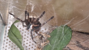 Chromatopelma cyaneopubescens