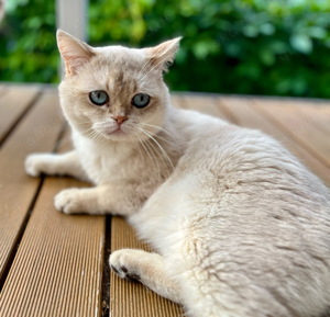 BKH Deckkater mit Stammbaum