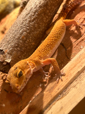 Leoardgecko Manderin Weibchen 