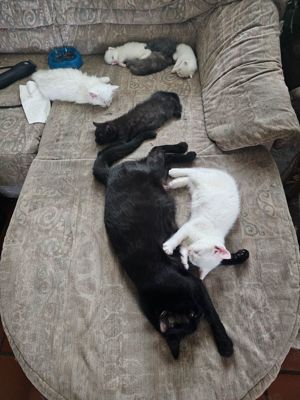 Maine Coon mix Kitten je 1 Kater weiß und schwarz und 1 weißes Mädchen 