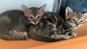 Bengal burma mix katzenbabys babykatzen kitten