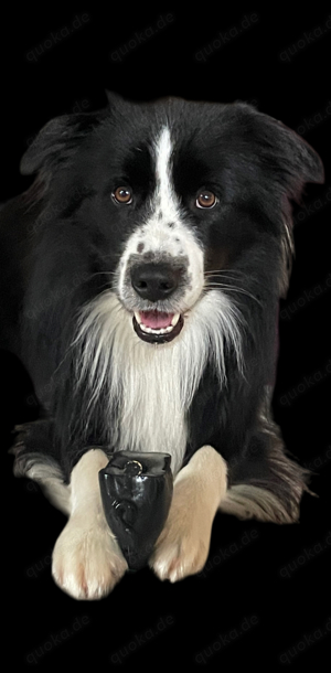 Deckrüde Border Collie