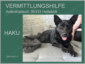 *HAKU* ist bereits in Deutschland. Der Schäferhundmix sucht eine hundeerfahrene Familie.