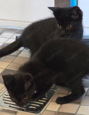 2 schwarze Kitten Jungs