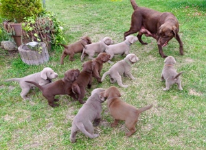 Reinrassige Labrador Welpen in silber und braun