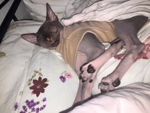 Sphynx Katze Nacktkatze 