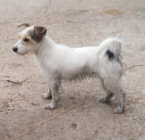 verkaufe Parson Jack Russel 